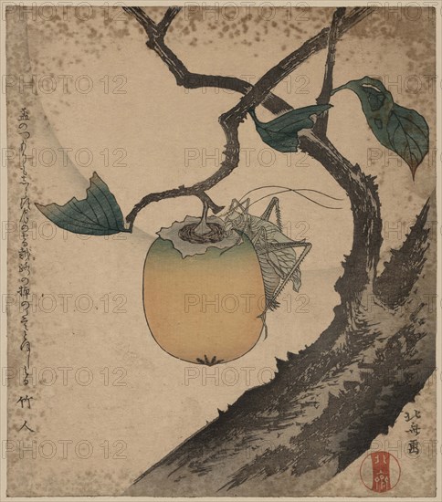 Grasshopper eating persimmon. 1850