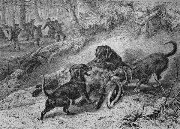 Hounds hunting badgers