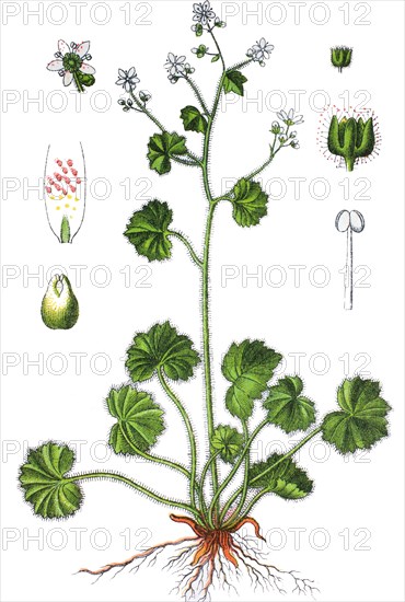 Round-leaved saxifrage