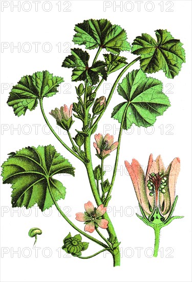 Common mallow