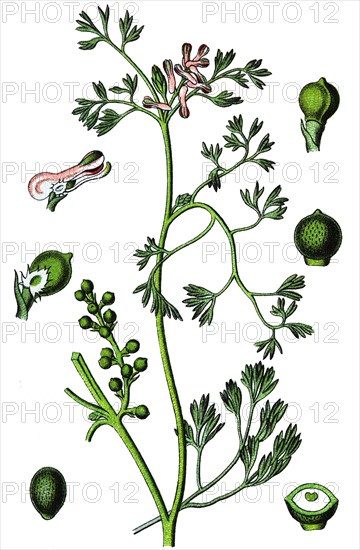 Fineleaf fumitory