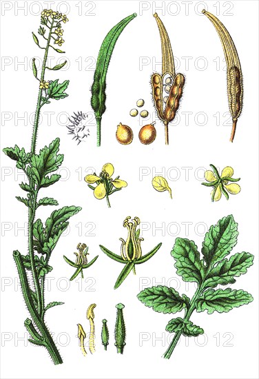 White mustard