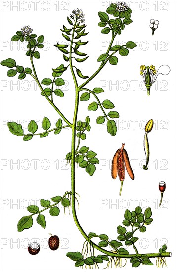 Watercress