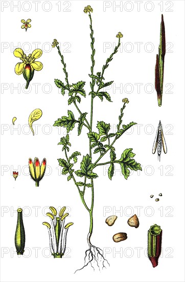 Hedge mustard