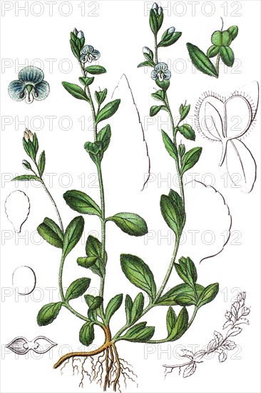 Thyme-leaved speedwell