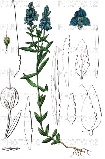 Saw-leaved speedwell