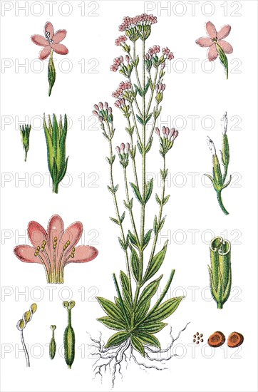 Centaury