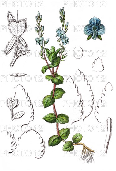 Germander speedwell