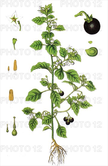 European black nightshade