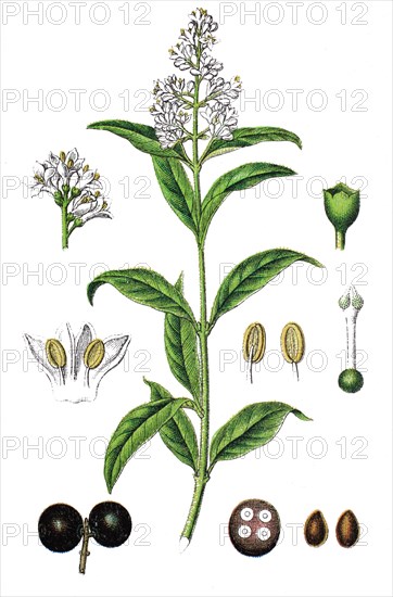 Wild privet