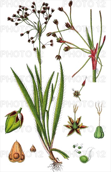 Hairy wood-rush