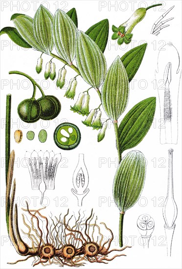 Solomon's seal