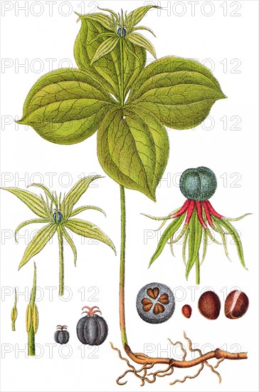 Herb paris