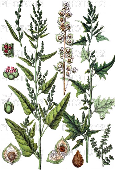 Atriplex hortensis