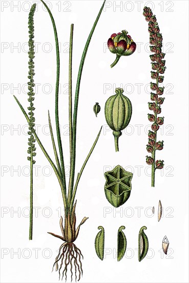 Sea arrowgrass