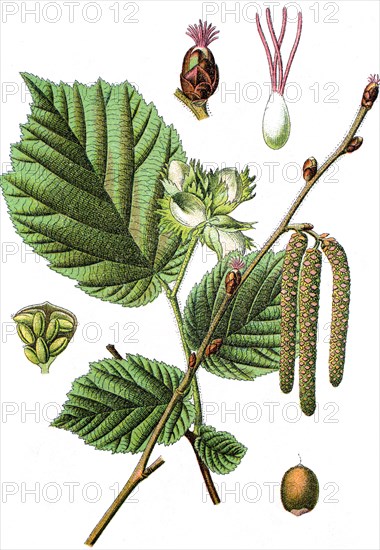 Common hazel