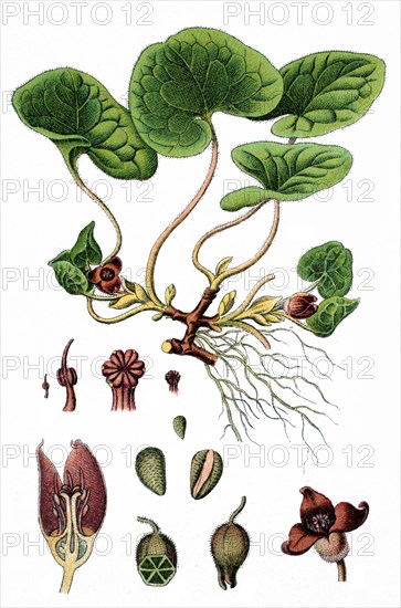 European wild ginger