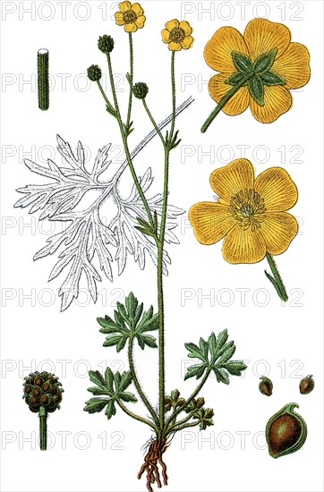 Ranunculus polyanthemos