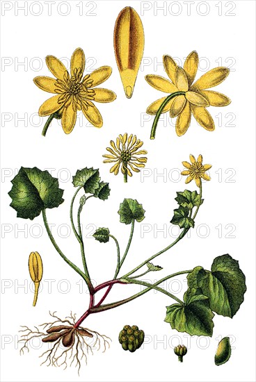 Lesser celandine