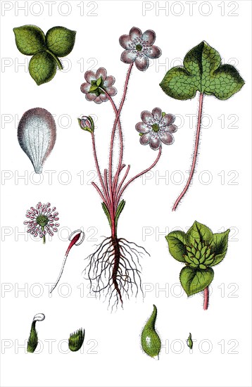 Liverwort