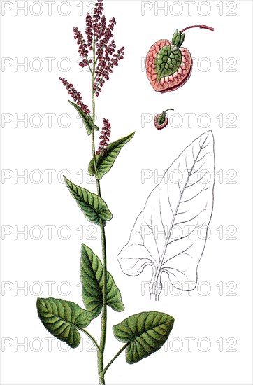 Rumex arifolius