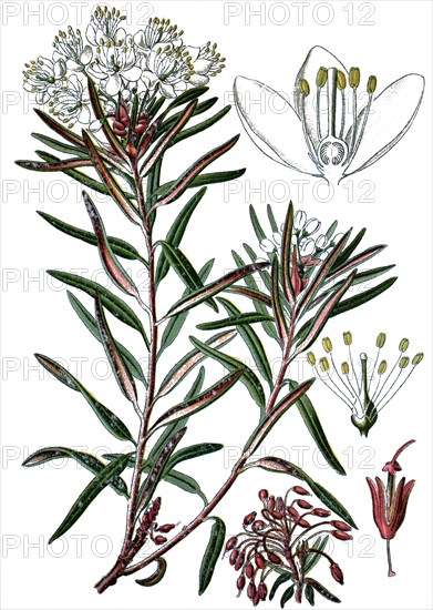 Marsh labrador tea