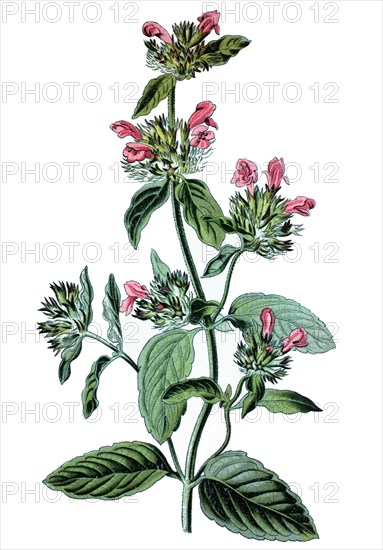 Wild basil