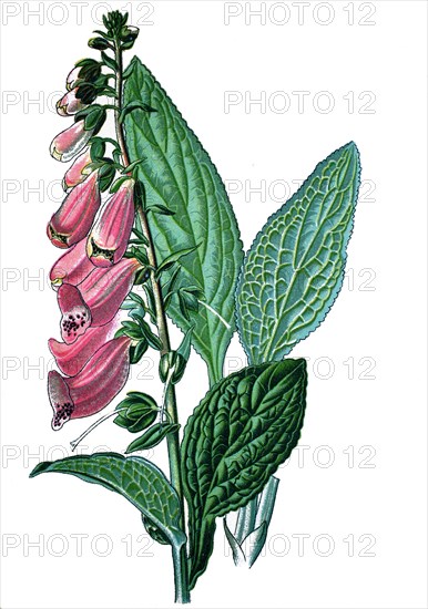 Common foxglove