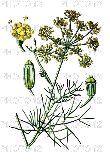 Fennel