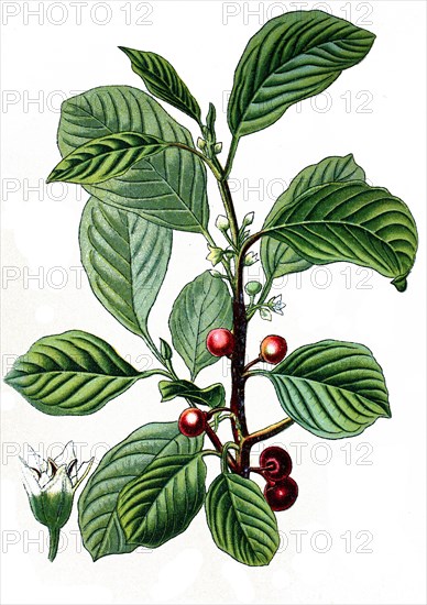 Alder buckthorn