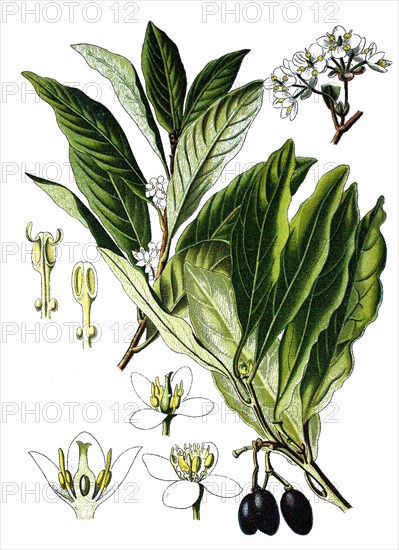 Bay laurel