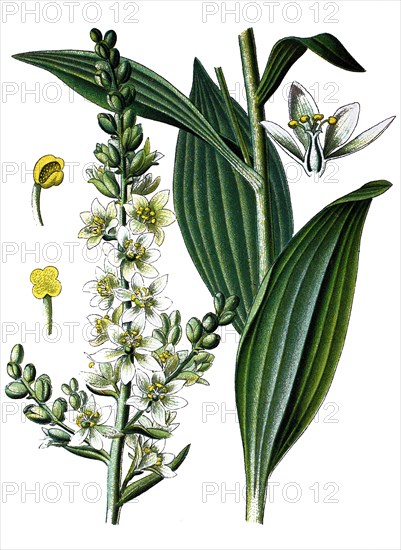 False helleborine