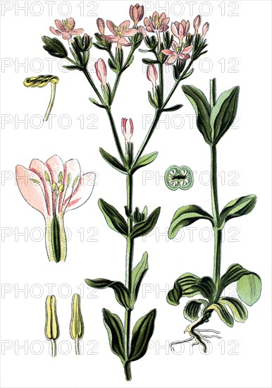 Common centaury