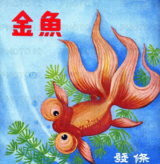 Fancy Bubble Eye Goldfish 1950