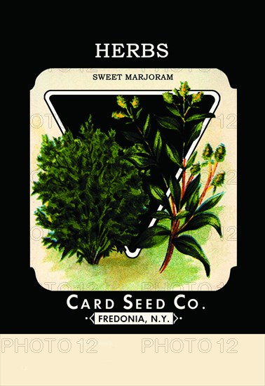 Herbs: Sweet Marjoram