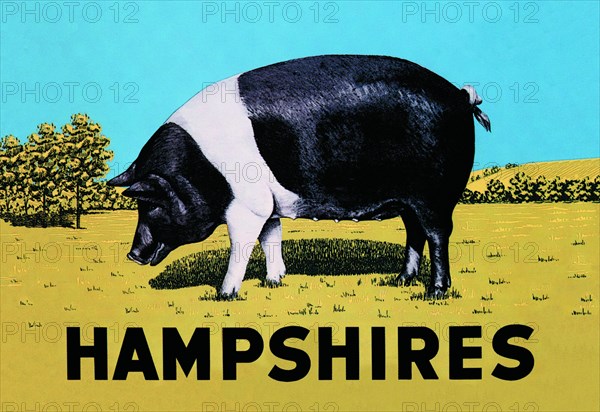 Hampshires