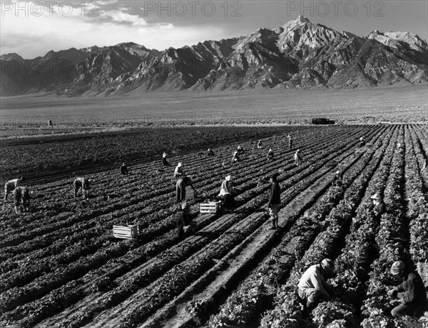 Farm, farm workers, Mt. Williamson in background 1943