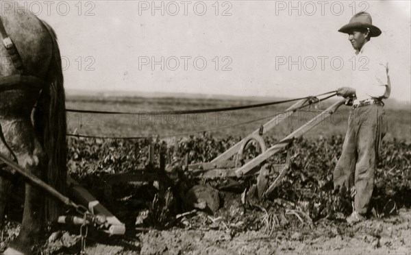 A Deere pulling machine, two horses. These merely loosen the soil, leaving the final pull to be exerted by the workers.  1915