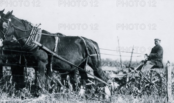 A Giddings beet-puller, drawn by 4 horses. The two knives pass along the sides of the beet rows and loosen the soil -- but they do not pull the beets -- the workers finish pulling by hand, often with some extra exertion. A kind of hand plow puller is often used on small farms. Near Sterling,  1915