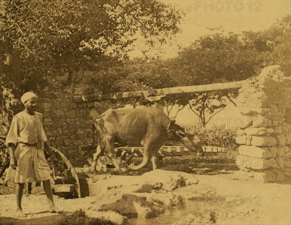 A water wheel in Egypt 1908