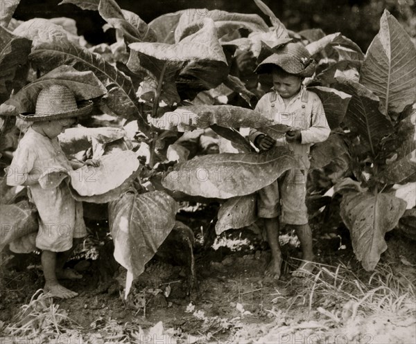 Worming and suckering tobacco 1916