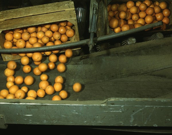 Automatic dumper at the co-op orange packing plant, Redlands, Calif. Santa Fe trip 1943