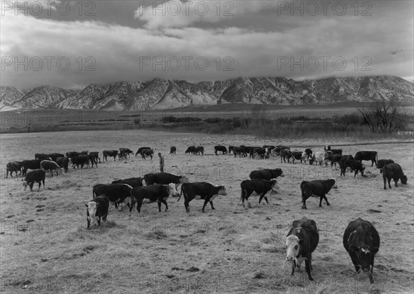 Cattle in south farm 1943