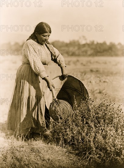 Gathering Seeds 1924