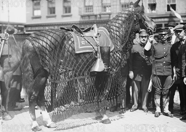 General Grant's Horse 1910