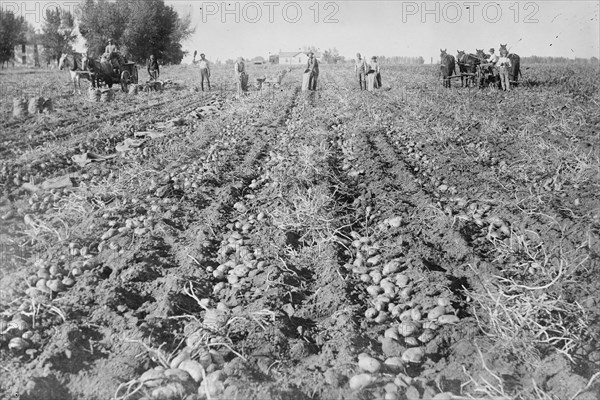 Harvesting in Potato field, Colorado