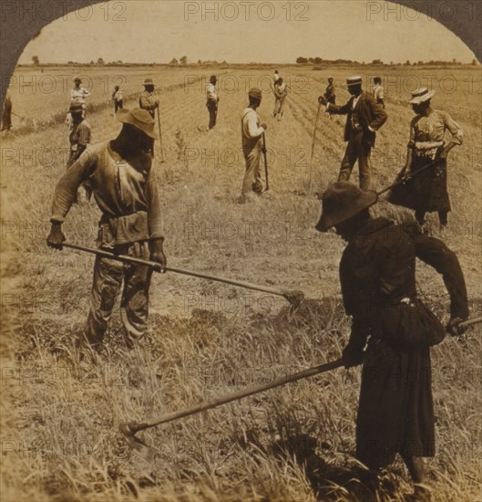 Hoeing rice, South Carolina, U.S.A. 1904