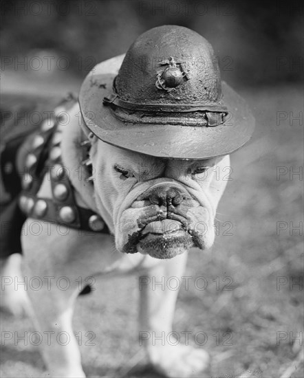 Marine Corps Mascot Looks Like the Average Drill Instructor 1922