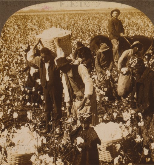 In the domain of King Cotton, near Dallas, Texas 1907