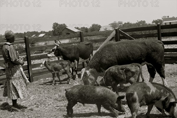 Jorena Pettway with some of the Gees Bend livestock, Alabama 1939